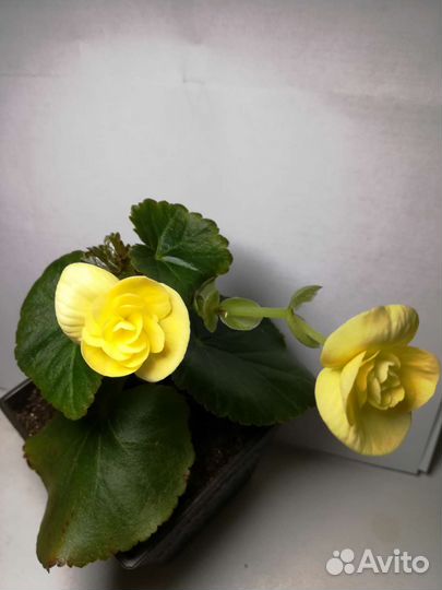 Бегония элатиор