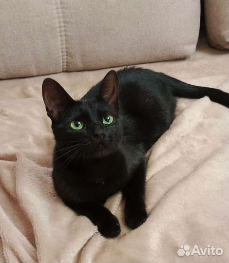 Зеленоглазка ищет семью