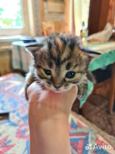 Кошки в добрые руки