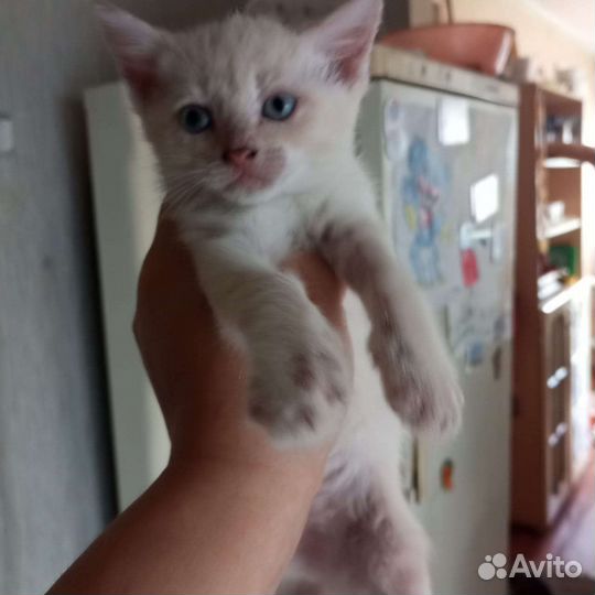 Отдам бесплатно