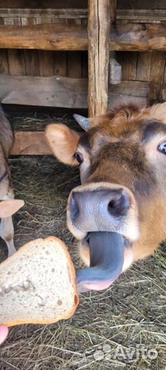 Джерсийская телочка