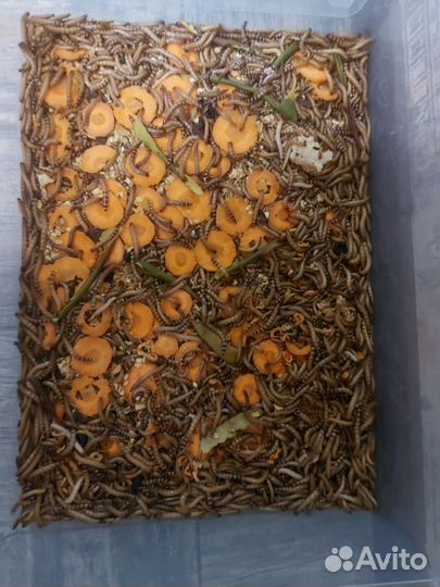 Зоофобус, зоофобас