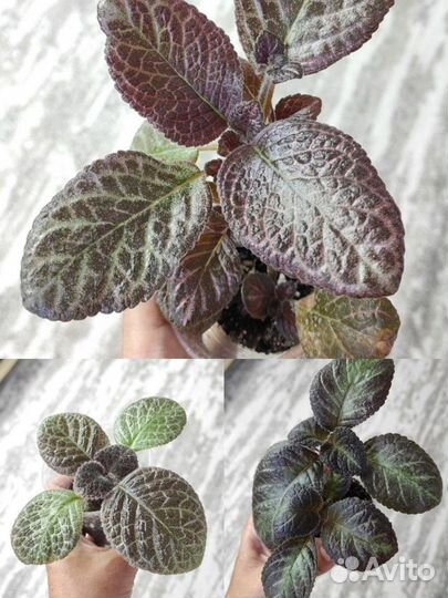 Филодендрон монстера гинура эпипренум кислица