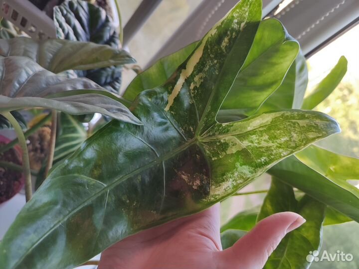 Алоказия лонгилоба вариегатная