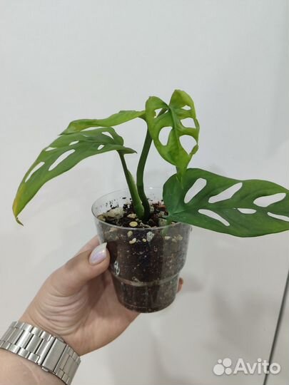 Монстера манки маск адонсана