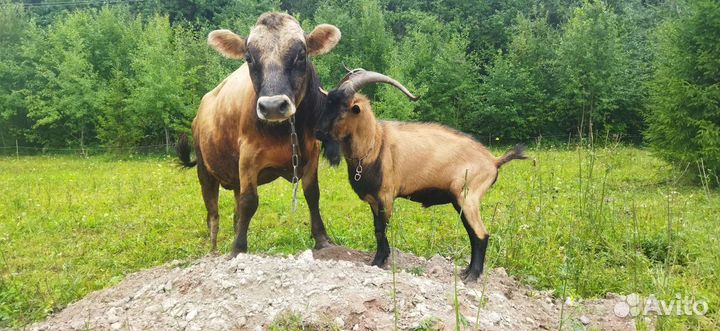 Услуги Козел альпиец и бык Джерси