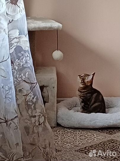 Котенок