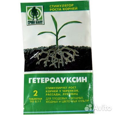 Саженецы рябины обыкновенной 4х летка