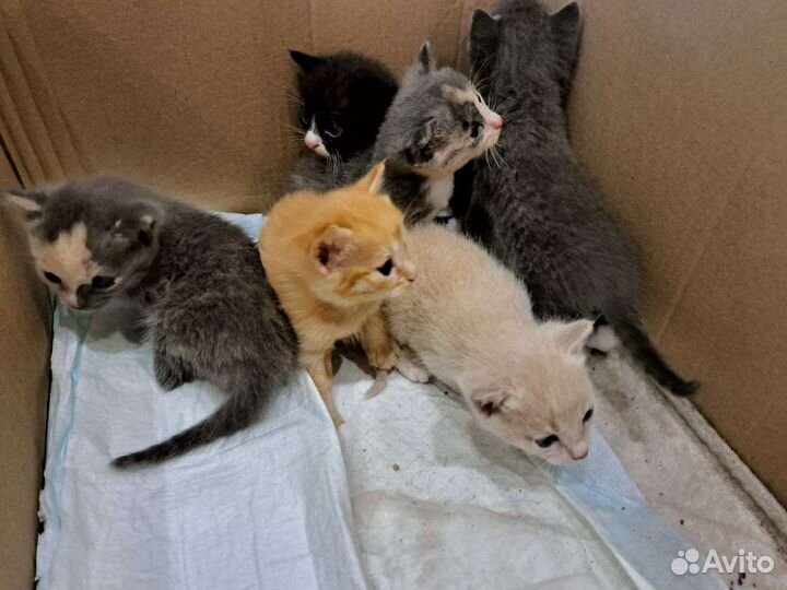 Котята ищут дом