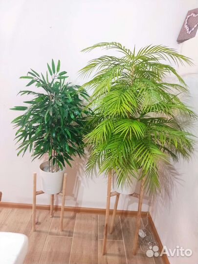 Пальма. Бамбук