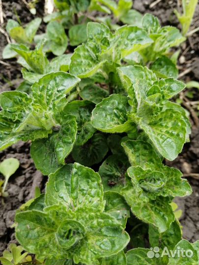 Растения Эстрагон Мята Мелисса Укроп зонтики