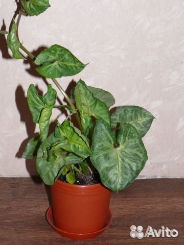 Продам сингониум