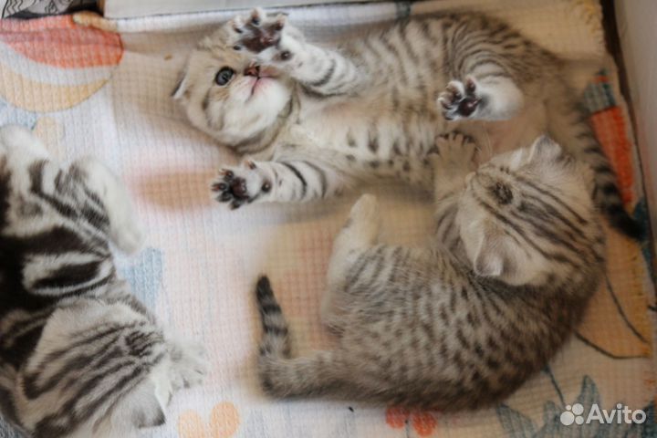 Шотландские вислоухие котята