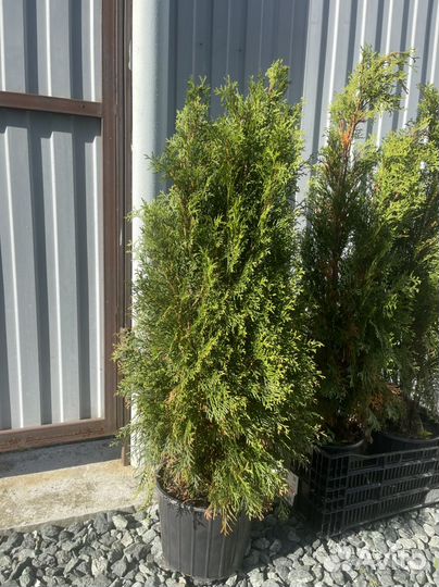 Туя смарагд