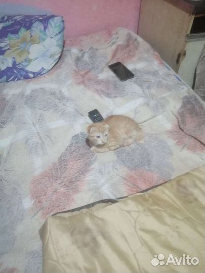 Кошка в дар бесплатно