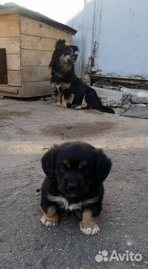 Отдам щенок мальчик