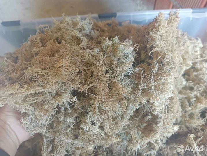 Мох сухой