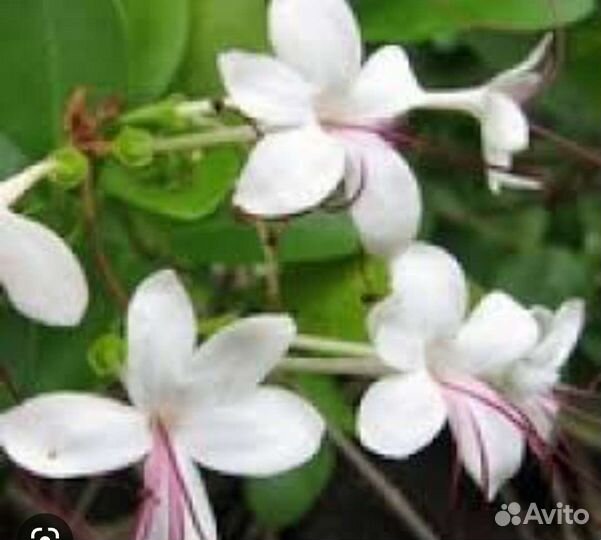 Клеродендрум инерме вар