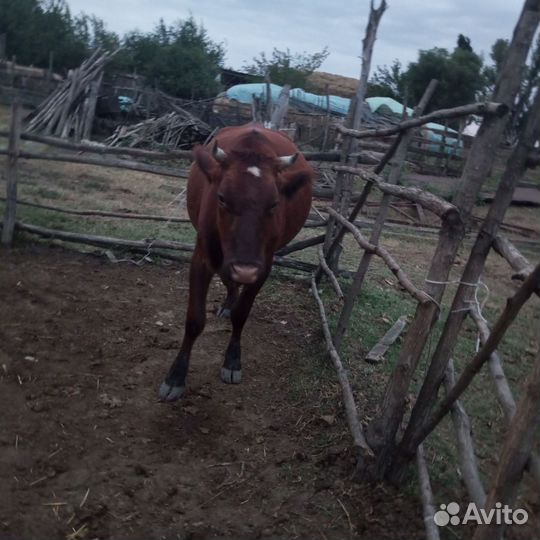 Корова