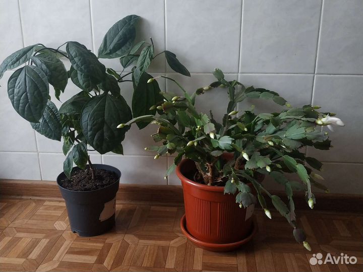 Декабрист белый и Клеродендрум томпсона