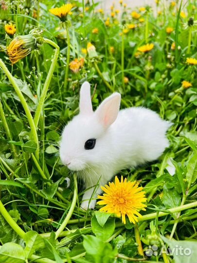 Декоративные кролики