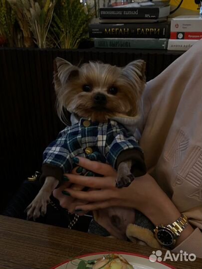 Йоркширский терьер мини, вязка,кобель