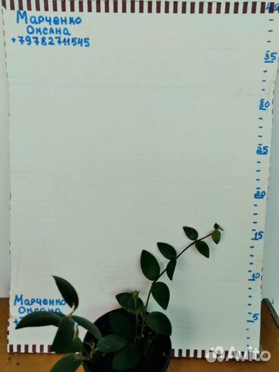 Эсхинантус Мона Лиза