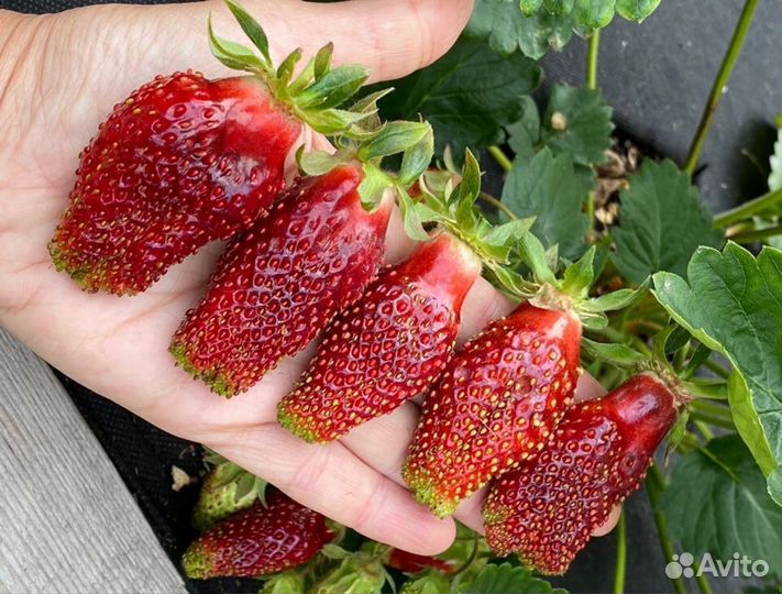 Земклуника 