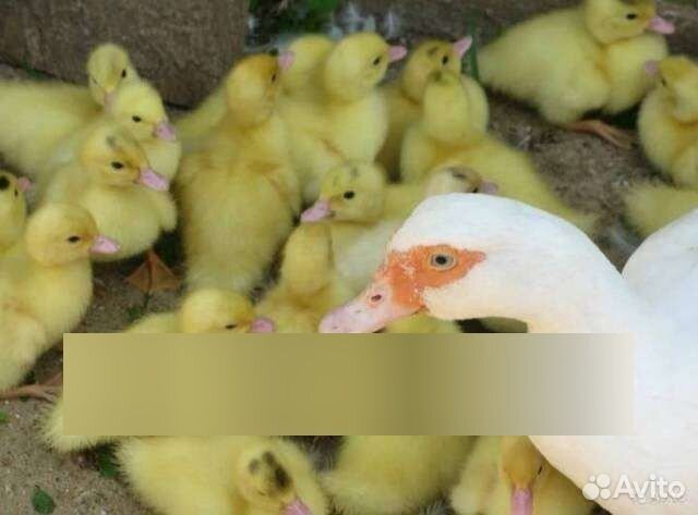 Бройлерные индоутята Тяжёлая линия Франции Гримо