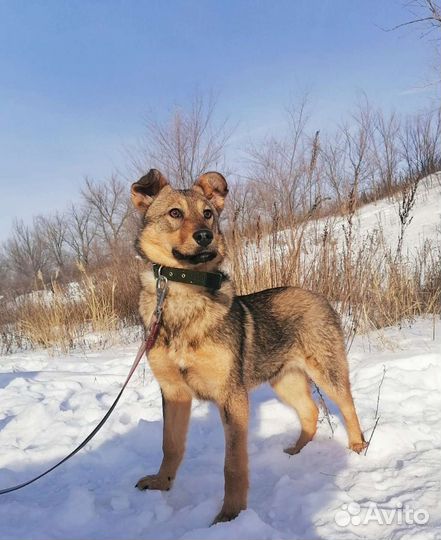 Собака Карла