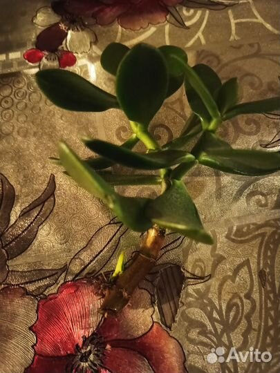 Денежное дерево