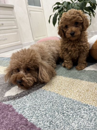 Той-пудель девочка