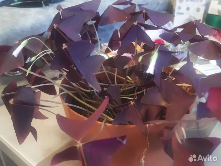 Кислица оксалис