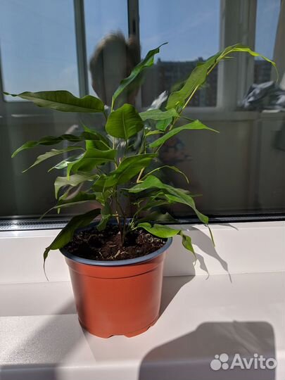 Фикус бенжамина