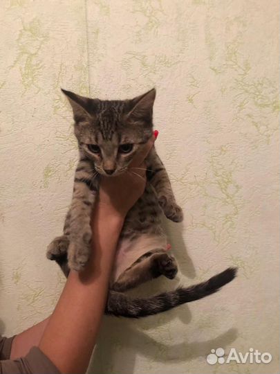 Ласковые и веселые котодети ищут дом и мампап