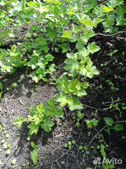 Саженцы крыжовника