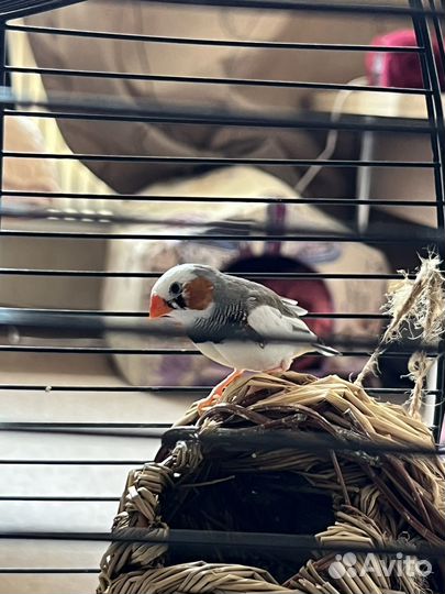 Зебровые амадины с клеткой