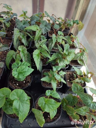 Бегония ампельная