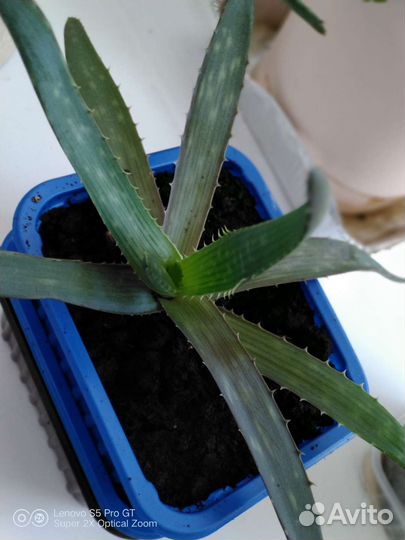 Алоэ Вера (Столетник )