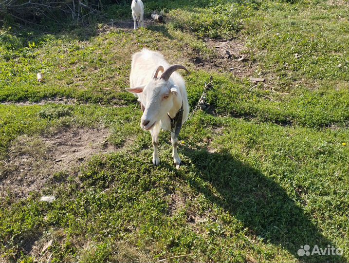 Коза, козел, козлята