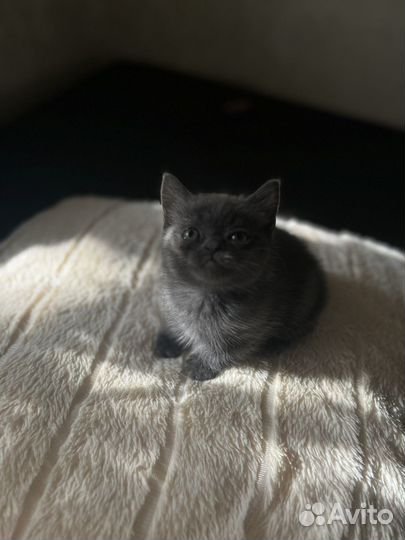 Шотладский котенок девочка