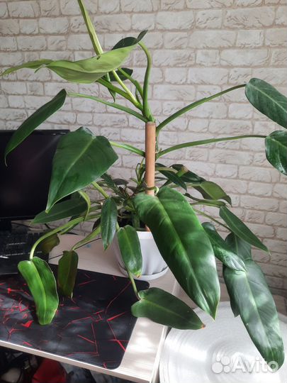 Большой комнатный цветок