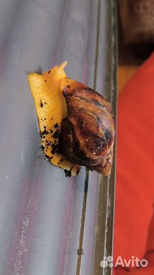 Улитки ахатины