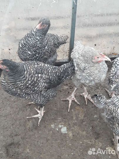 Петухи и куры