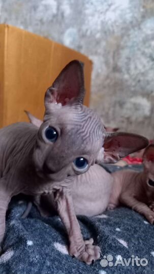 Канадский сфинкс котенок