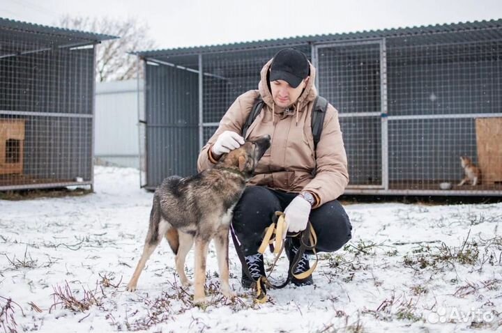Собака в добрые руки отдам бесплатно