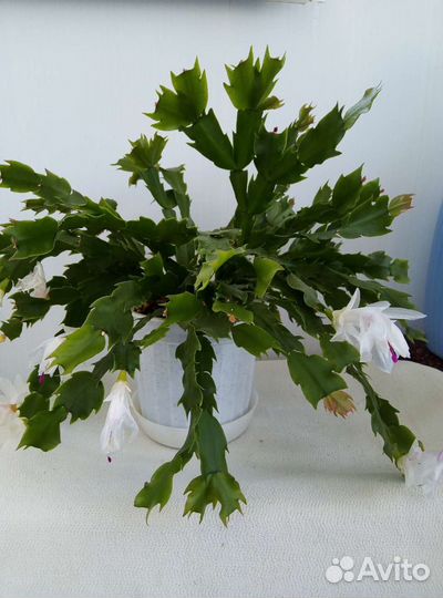 Декабрист Шлюмбергера(детки)