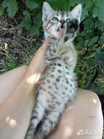 Отдам бесплатно