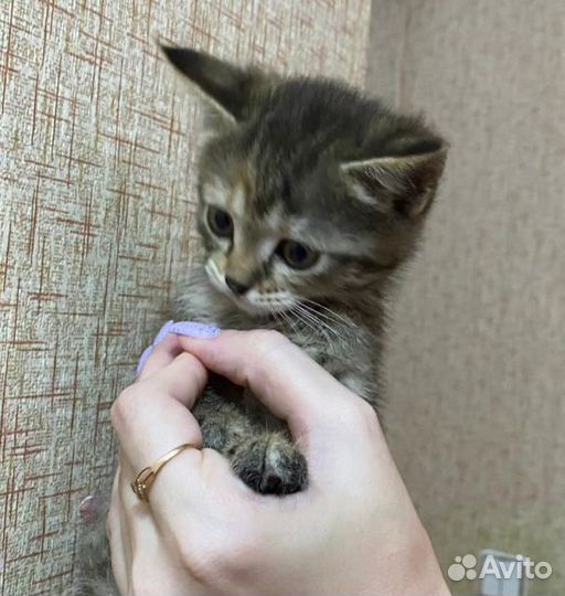 Котята бесплатно