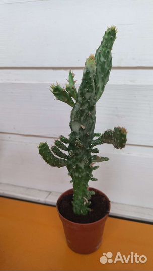 Кактус не колючий